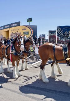 LAS VEGAS, NV - SEPTEMBER 16: The Budweiser Clydesdales take a lap during pre race festivities for the Monster Energy NASCAR Cup Series Playoff Race - South Point 400 at Las Vegas Motor Speedway in Las Vegas, NV on September September 16, 2018. (Photo by Matthew Bolt/Icon Sportswire)