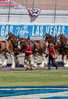 LAS VEGAS, NV - SEPTEMBER 16: The Budweiser Clydesdales take a lap during pre race festivities for the Monster Energy NASCAR Cup Series Playoff Race - South Point 400 at Las Vegas Motor Speedway in Las Vegas, NV on September September 16, 2018. (Photo by Matthew Bolt/Icon Sportswire)